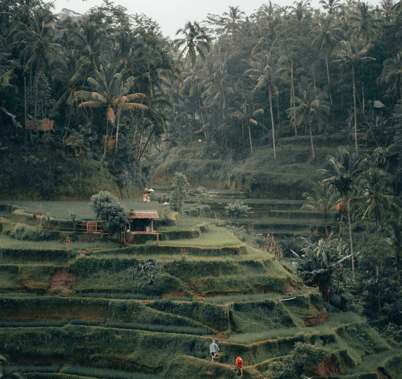 Kintamani Tour